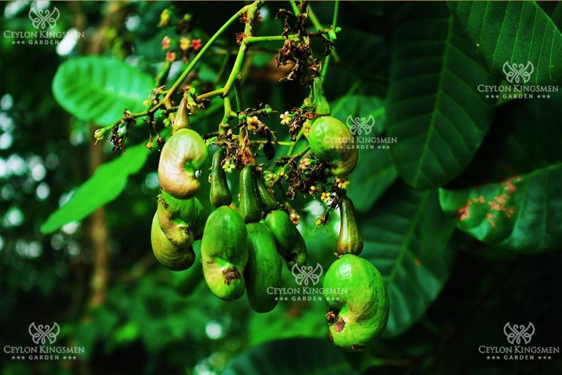Hotel Ceylon Kingsmen Garden - Katunayake *