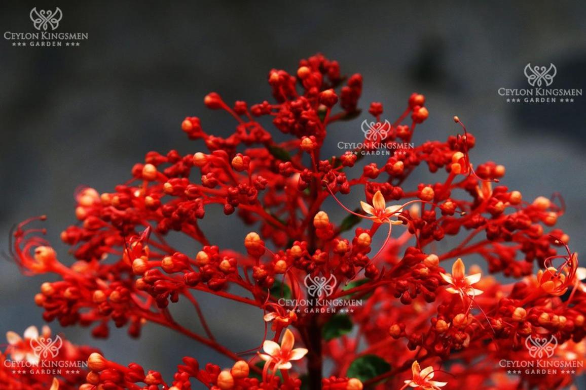 Ceylon Kingsmen Garden - Katunayake *