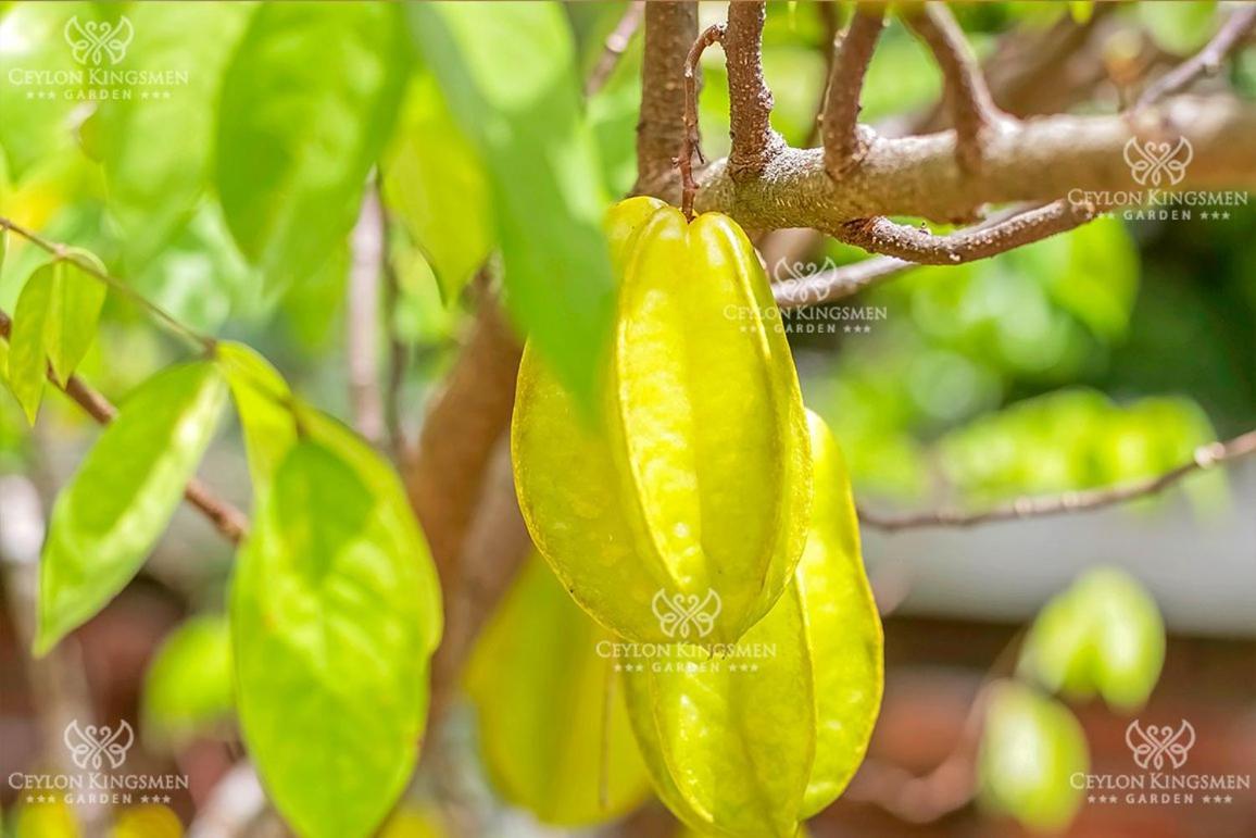 Hotel Ceylon Kingsmen Garden - Katunayake *