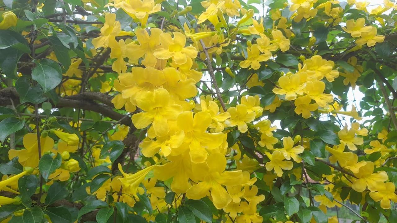 Ceylon Kingsmen Garden - Katunayake Hotel *