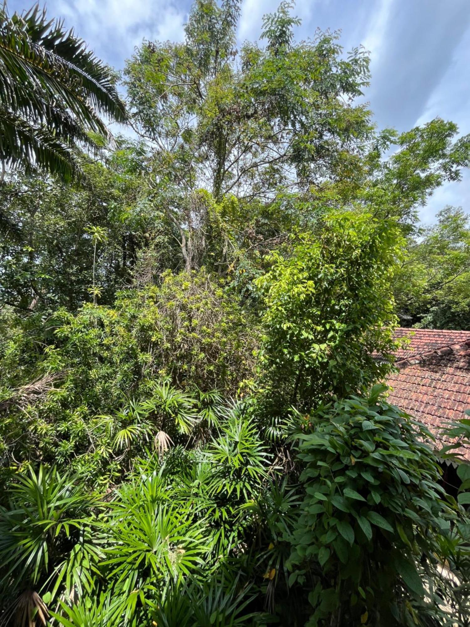 Ceylon Kingsmen Garden - Katunayake Hotel *